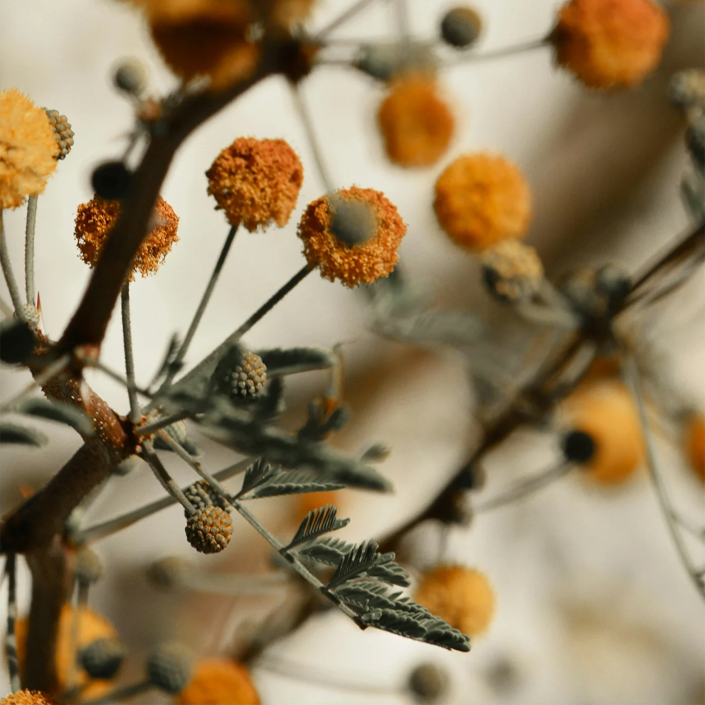 Nahaufnahme von orangefarbenen Trockenblumen.