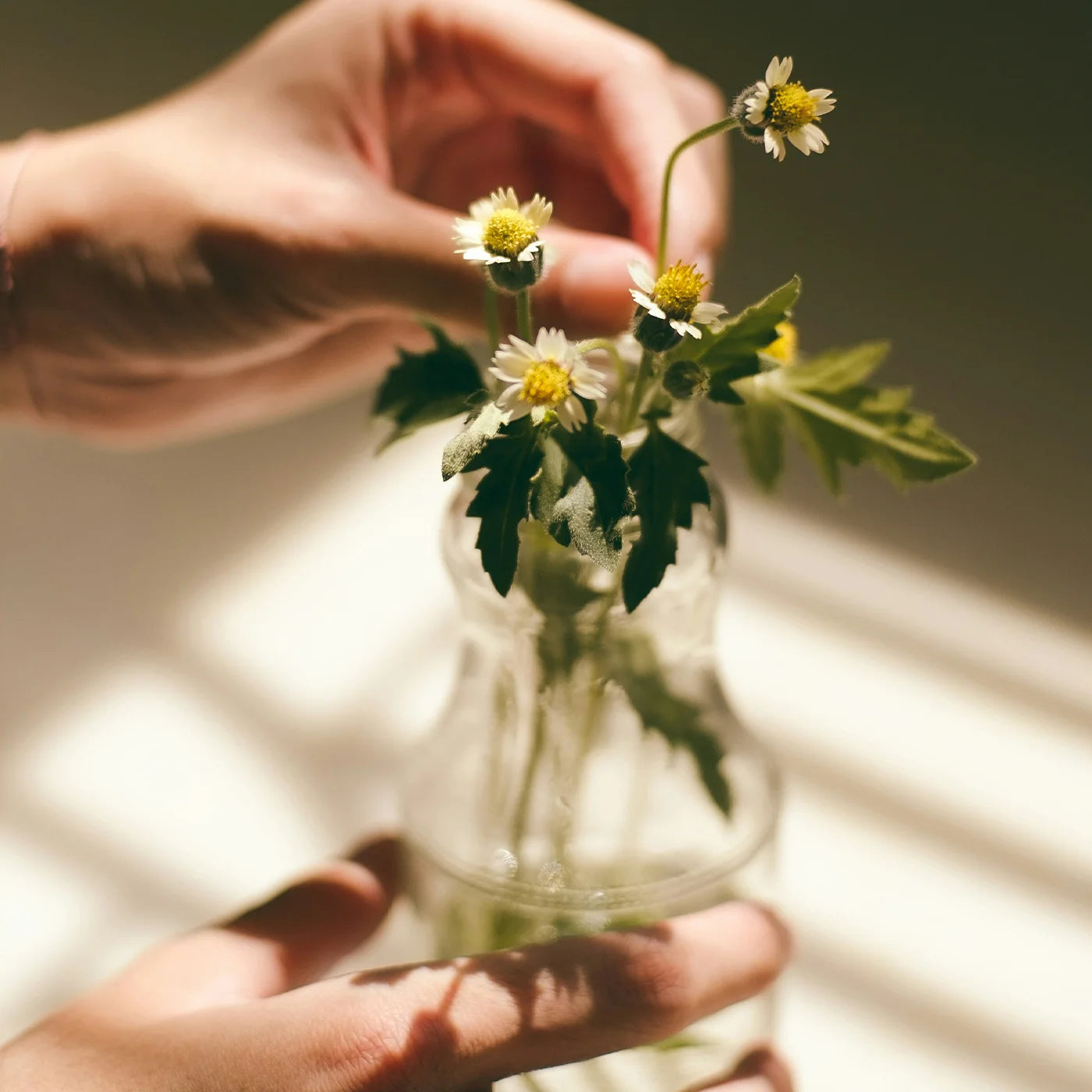 Eine Hand die Kamillenblüten in eine Glasvase stellt.